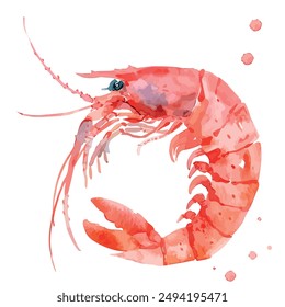 Watercolor vector of shrimp, isolated on a white background, shrimp painting