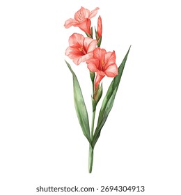 Vector de acuarela de un solo tallo de gladiolo, aislado sobre un fondo blanco. Ilustración de gladiolo.