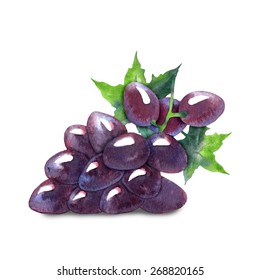 Watercolor vector sketch of grape