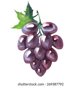 Watercolor vector sketch of grape