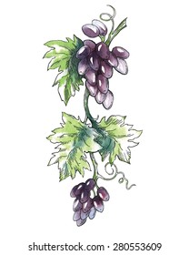 Watercolor vector sketch of grape