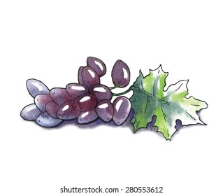 Watercolor vector sketch of grape