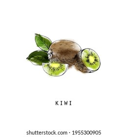 Watercolor vector sketch illustration of kiwi