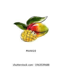 Watercolor vector sketch illustration of mango