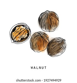 Watercolor vector sketch illustration of walnut 