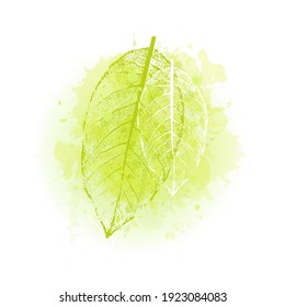 Watercolor vector spring abstract background with leaves. Watercolor illustration in green colors. Splash design for print, card, banner and poster