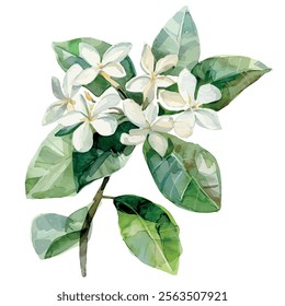 Watercolor vector of Stephanotis, isolated on a white background, Stephanotis painting