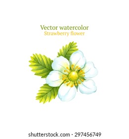 Watercolor Vector Strawberry Flower