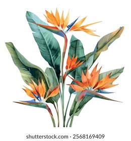 Watercolor vector of Strelitzia collection, isolated on a white background, Strelitzia painting