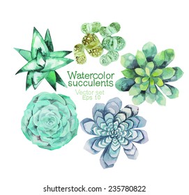 Watercolor vector succulents isolated on white background