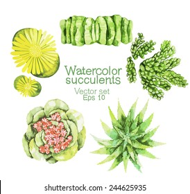 Watercolor vector succulents isolated on white background