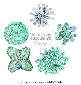 Watercolor vector succulents isolated on white background