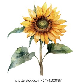 Vector de acuarela de girasol, aislado sobre un fondo blanco, cuadro de girasol