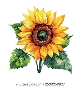 Vector de la acuarela del girasol, aislado en un fondo blanco, pintura del girasol