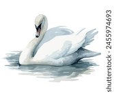 Watercolor vector of a swan , isolated on a white background, design art, drawing clipart, Illustration, swan painting, Graphic logo, swan vector.	
