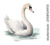 Watercolor vector of a swan , isolated on a white background, design art, drawing clipart, Illustration, swan painting, Graphic logo, swan vector