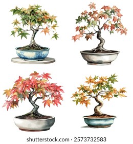 Watercolor vector of Sweetgum Bonsai collection, isolated on a white background, Sweetgum Bonsai painting