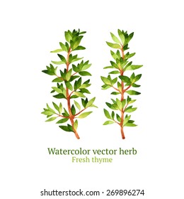 Watercolor vector thyme