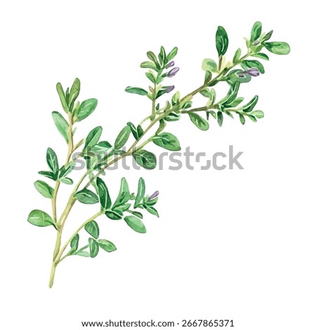 Watercolor vector of thyme plant, isolated on a white background, thyme painting
