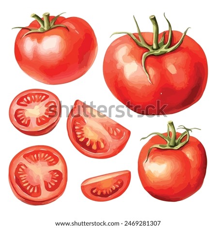 Watercolor vector of tomato set, isolated on a white background, tomato vector, drawing clipart, Illustration Vector, Graphic Painting, design art, logo