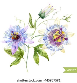 vetor aquarela flor tropical, Flor da paixão, com folhas e botões ramo, objeto isolado, Flor tropical azul