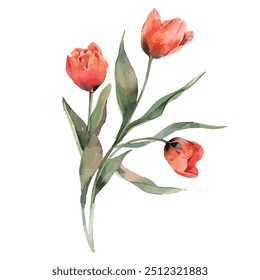 Watercolor vector of Tulip flower, isolated on a white background, Tulip painting