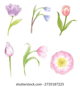 Watercolor vector of tulips flower set and green leaves vector illustration. Beautiful floral for your designs texture, cosmetics packaging, postcards, posters, backgrounds, fabric, notebooks, scrapbooking paper, wedding invitation.