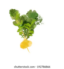 watercolor vector turnip
,
