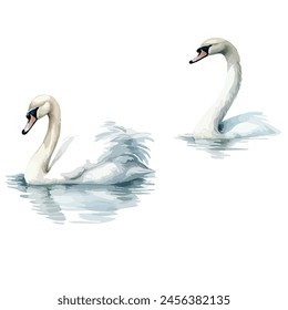 Watercolor vector two white swans, isolated on a white background, design art, drawing clipart, Illustration, swan painting, Graphic logo, swan vector