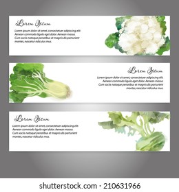 watercolor vector vegetables background. Banners with cauliflower, lettuce and kohlrabi