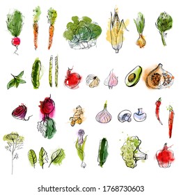 watercolor vector vegetables illustration set. sketch and watercolor.