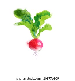 Watercolor Vector Vegetables Radish