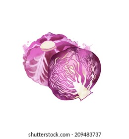 watercolor vector vegetables. red cabbage 
