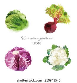 watercolor vector vegetables set with beet, red cabbage, cauliflower and cabbage