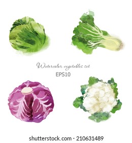 Watercolor vector vegetables set with cabbage, red cabbage, cauliflower and lettuce