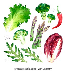 Watercolor vector vegetables set with lettuce, broccoli, pepper, asparagus, arugula, radicchio