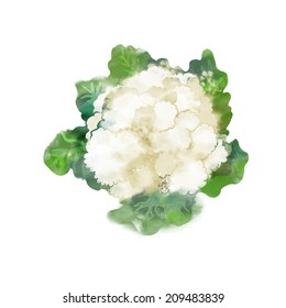 watercolor vector vegetables.Cauliflower