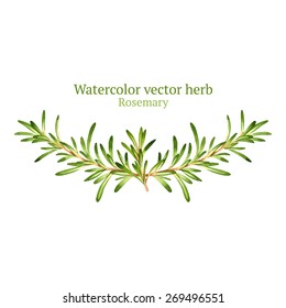 Watercolor Vector Vignette With Rosemary