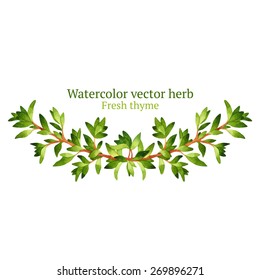 Watercolor vector vignette with thyme