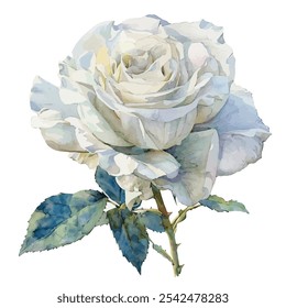 Watercolor vector of white rose flower, isolated on a white background, rose painting