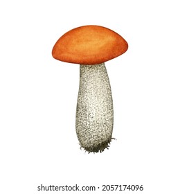Watercolor vector Wild Edible Forest Mushroom. Orange Red Cap Boletus (Leccinum Aurantiacum). Hand drawn element isolated. Autumn Harvest natural cooking ingredient for menu, recipe, label, wrap