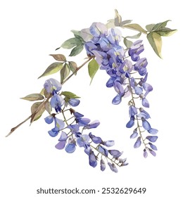 Vetor aquarela de planta de wisteria, isolado em um fundo branco, pintura de wisteria