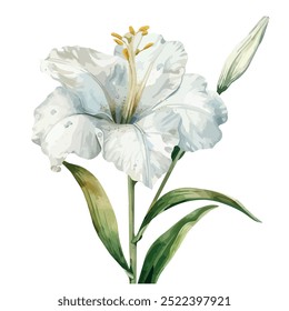 Vetor aquarela de íris de madeira (Dietes), isolado em um fundo branco, pintura de íris de madeira