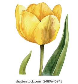 Watercolor vector of a yellow tulip flower, isolated on a white background, tulip vector, drawing clipart, Illustration Vector, Graphic Painting, design art