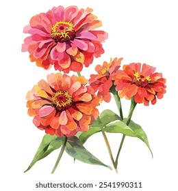 Vetor aquarela de Zinnias, isolado em um fundo branco, pintura de Zinnias