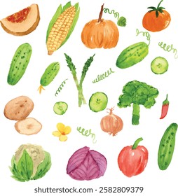 watercolor veegetable watercolor, pumpki, corn, tomato, cucumber, asparagus, potato, onion, brocolli, cauliflower, chili, cabbage, bell paper