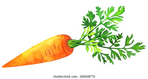 Watercolor vegetable carrot with green leaf closeup isolated on a white background. Hand painting on paper