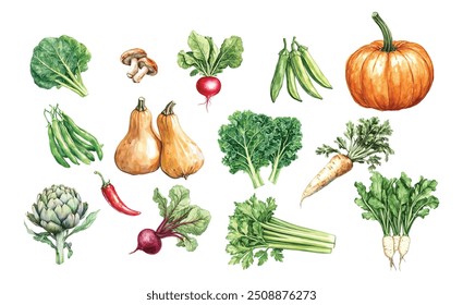 Aquarela Coleção de legumes, Elementos de alimentos frescos desenhados à mão no fundo branco, ilustração vetorial