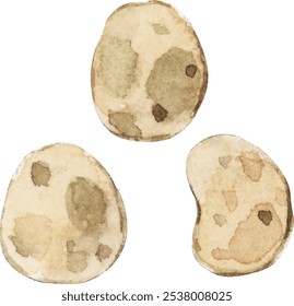 Watercolor vegetable illustration with three potatoes