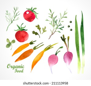 Watercolor vegetables and herbs. Provencal style. Recent watercolor paintings of organic food. Onion, rosemary, carrots, radishes.